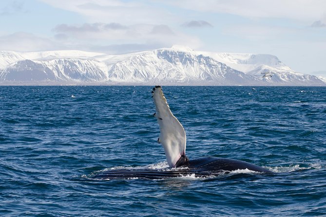 The Original Classic Whale Watching from Reykjavik - Morning vs. Afternoon: Which Departure Helps You Most?