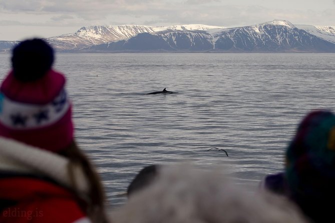 The Original Classic Whale Watching from Reykjavik - Who This Tour Is Perfect For, and Who Should Rethink It