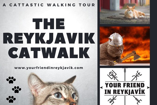 The Reykjavik Cat Walking Tour - Guides and stories: why the commentary hits differently