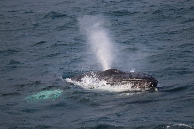 Whale-Watching Boat Tour with Expert Guide from Reykjavik - Key Highlights You Will Actually Care About