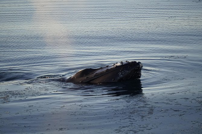 Whale-Watching Boat Tour with Expert Guide from Reykjavik - Thermal Overalls, Heated Indoors, and Staying Comfortable While the Sea Roars