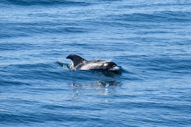 Whale-Watching Boat Tour with Expert Guide from Reykjavik - The On-Water Search: What You Might See in Faxaflói Bay