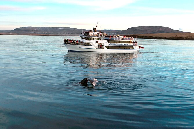Whale-Watching Boat Tour with Expert Guide from Reykjavik - Expert Naturalist Guidance: How the Commentary Helps You Spot Faster