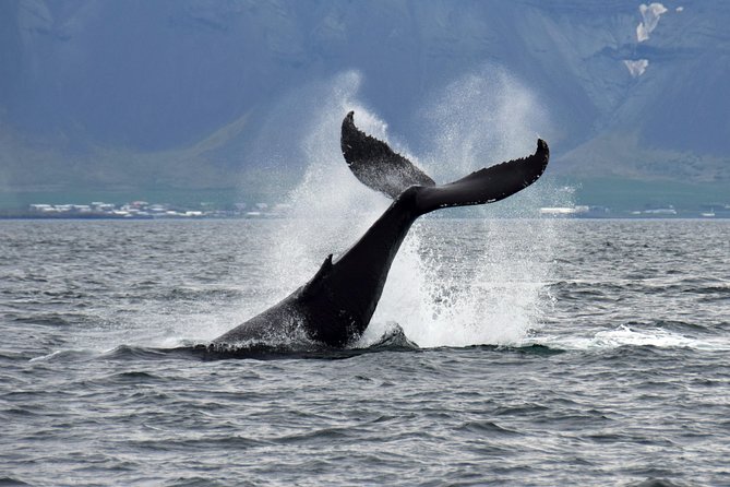 Whale-Watching Boat Tour with Expert Guide from Reykjavik - Onboard Wi-Fi for Instant Sharing (Yes, It Matters)