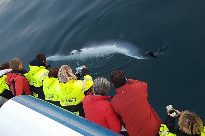 Whale-Watching Boat Tour with Expert Guide from Reykjavik - Rough Seas, Sea Sickness Tablets, and What to Bring