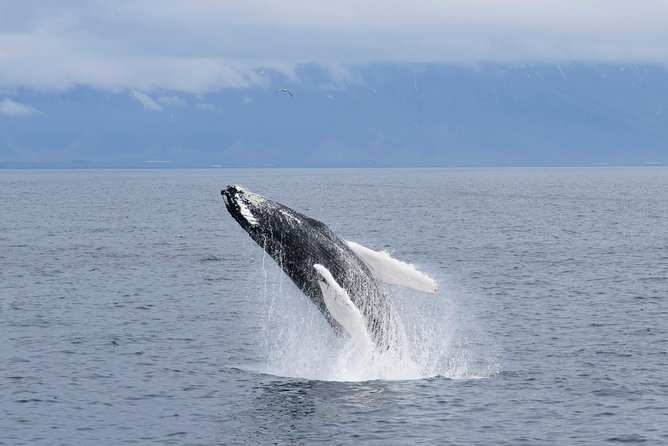Whale-Watching Boat Tour with Expert Guide from Reykjavik - From Meeting Point to Old Harbor: The Easy Start You Want in Reykjavik