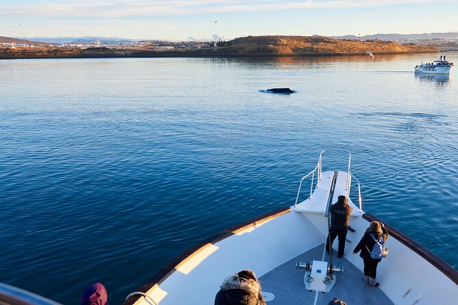 Whale Watching Cruise on a Yacht in Reykjavik - How Faxaflói Bay spotting really works (and why it can feel magical)