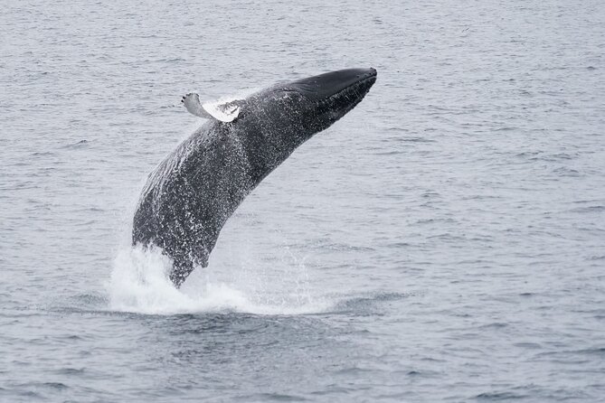 Whale Watching Cruise on a Yacht in Reykjavik - What you might see: whales, dolphins, and the reality of no guarantees
