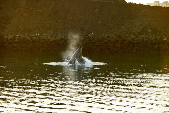 Whale Watching Cruise on a Yacht in Reykjavik - Deck time, warmth, and staying comfortable for hours