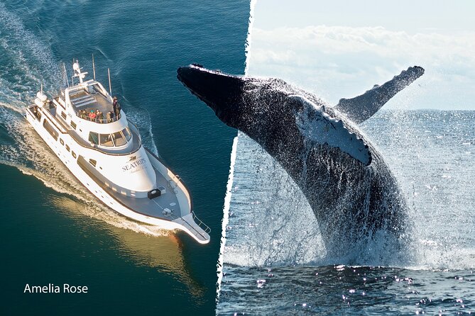 Whale Watching Cruise on a Yacht in Reykjavik - Season and weather: what changes in winter versus summer