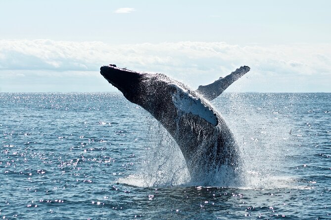 Whale Watching Cruise on a Yacht in Reykjavik - Who this cruise fits best in your Reykjavík plan
