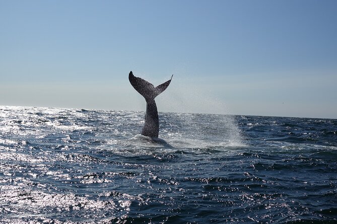 Whale Watching Cruise on a Yacht in Reykjavik - Harpa and the islands: the cruise becomes more than whale hunting