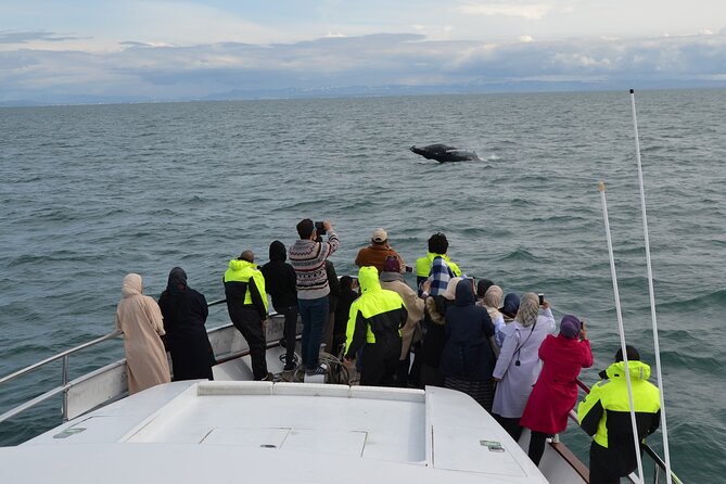 Whale Watching & Dolphin Yacht Cruise - Boarding in Reykjavik: Old Harbour House to Harpa Yachts Boats