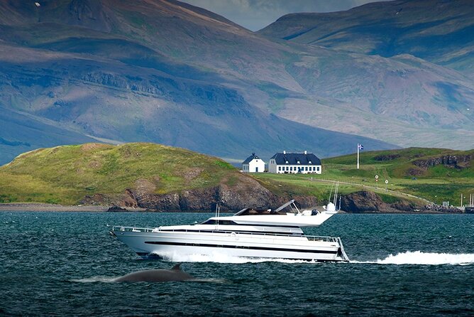 Whale Watching & Dolphin Yacht Cruise - How the Onboard Guide Changes the Trip: Facts, Names, and Real-World Spotting