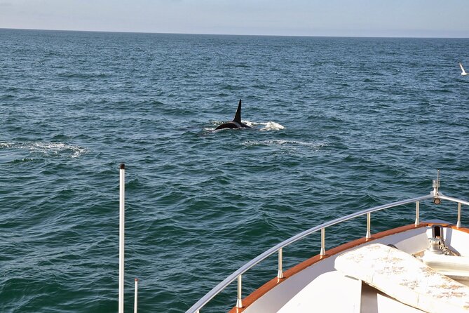Whale Watching & Dolphin Yacht Cruise - Warmth, Space, and Small Comforts That Matter on a 3-Hour Ride