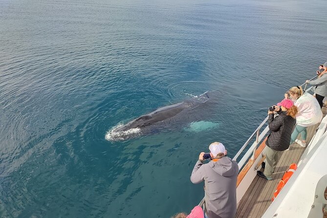 Whale Watching & Dolphin Yacht Cruise - The Big Safety and Sighting Reality: Wildlife Is Wild, Weather Runs the Schedule