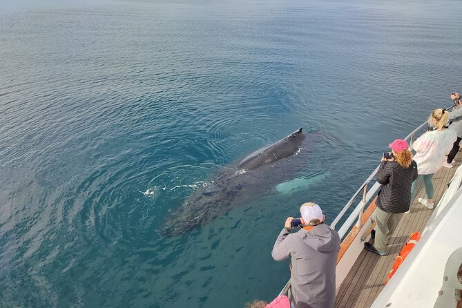 Whale Watching & Dolphin Yacht Cruise - Price and Value: What $108.61 Buys You on the Water