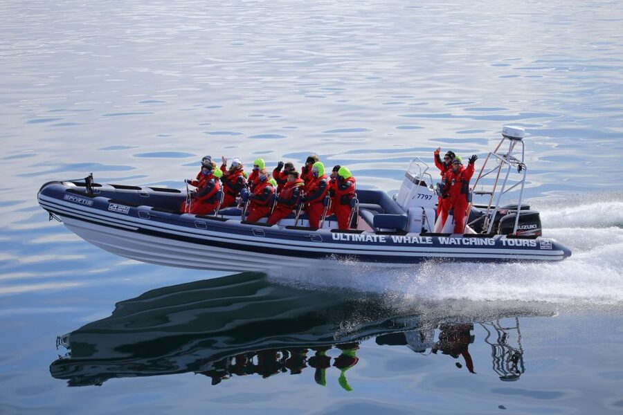 Whale Watching in Reykjavik by Speedboat - Key things that stand out