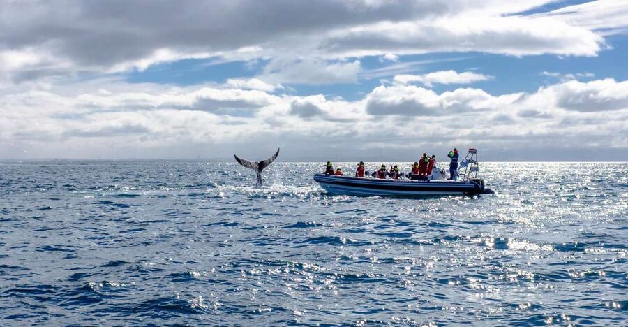 Whale Watching in Reykjavik by Speedboat - Should you book this speedboat whale watching tour?