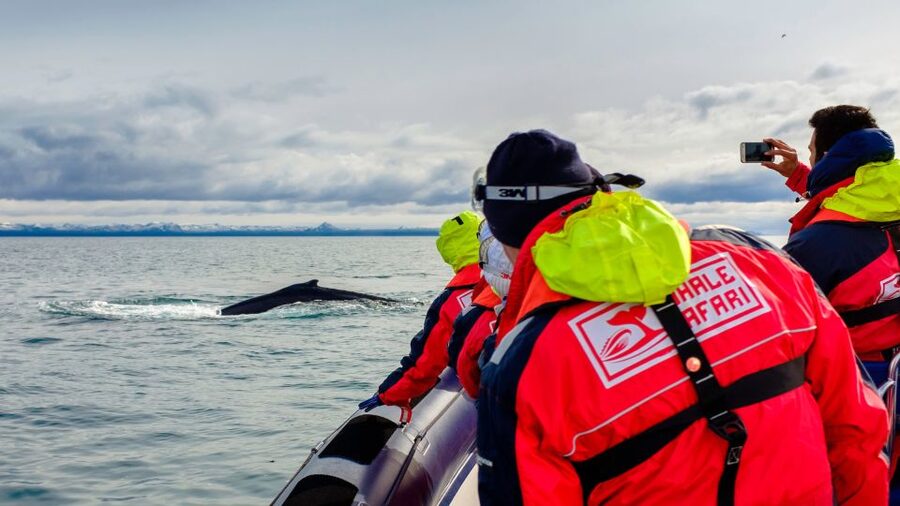 Whale Watching in Reykjavik by Speedboat - The two-hour rhythm, from fast departure to shoreline viewing