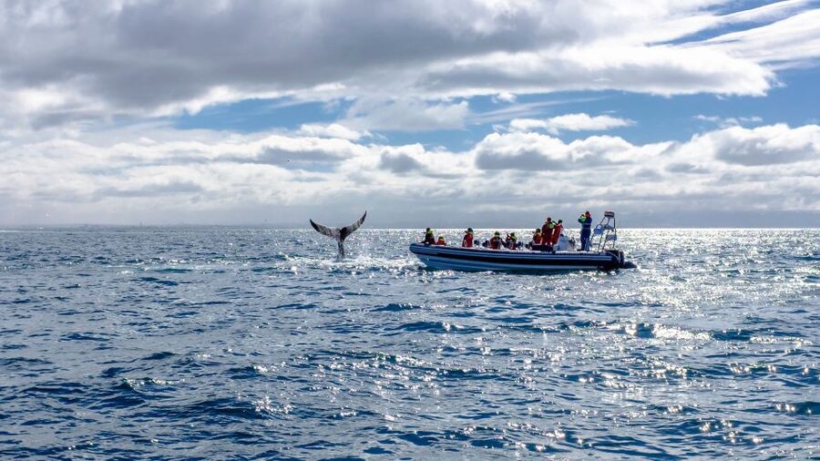 Whale Watching in Reykjavik by Speedboat - Wildlife odds: whales, dolphins, seabirds, and puffins in season