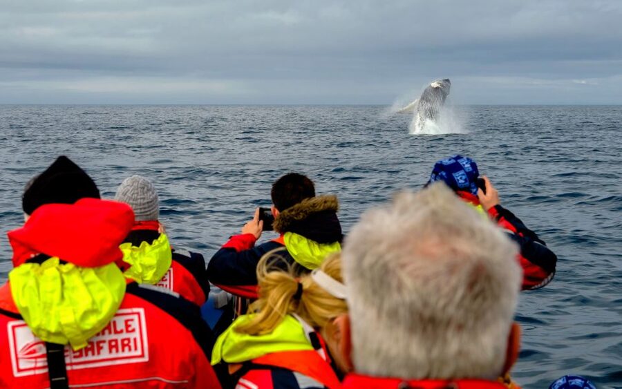 Whale Watching in Reykjavik by Speedboat - Price and value: is $200 worth it?