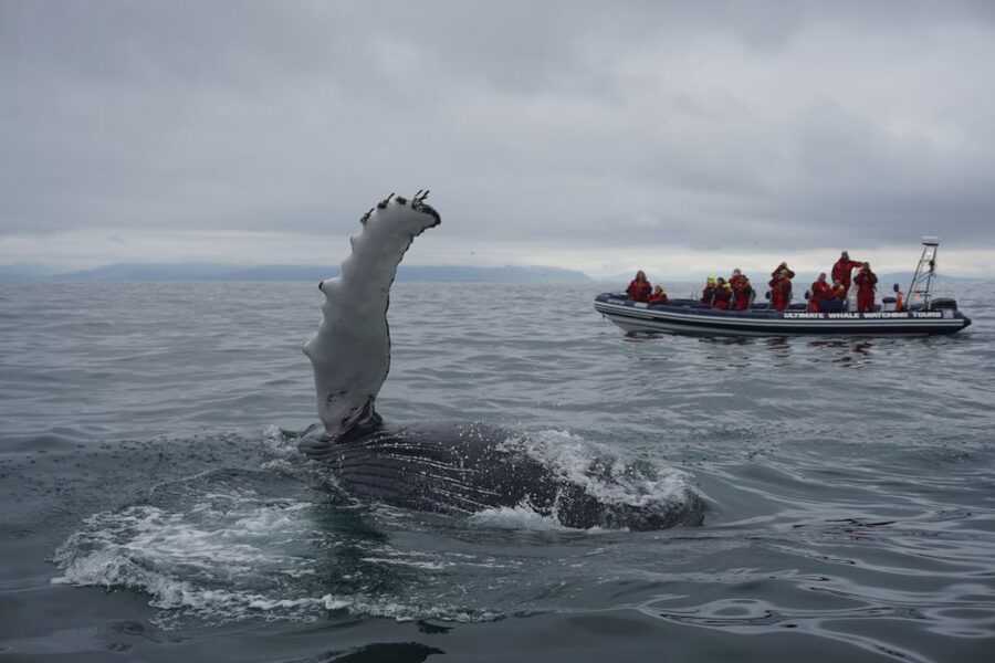 Whale Watching in Reykjavik by Speedboat - Who this tour suits best (and who should skip it)