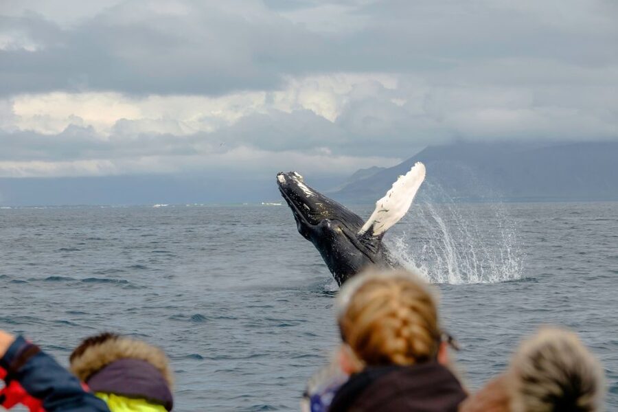 Whale Watching in Reykjavik by Speedboat - Tips to get the best experience out of your 2-hour ride