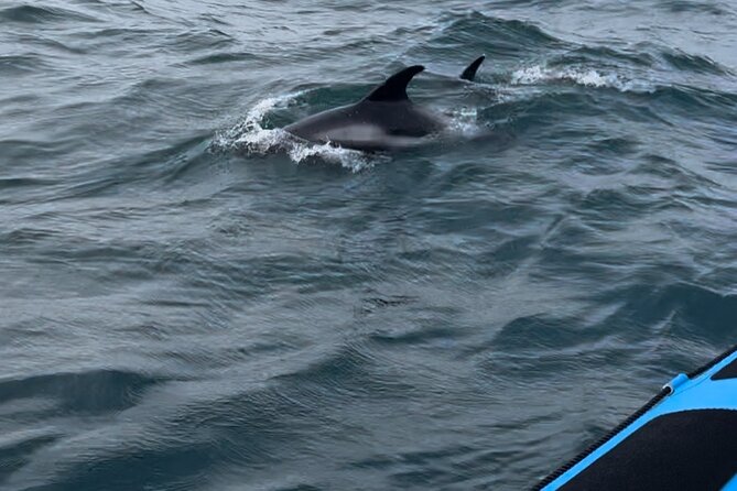 Whale Watching - RIB Boat Adventure in Kopavogur, Iceland - Price and value: what $202.38 buys you in the real world