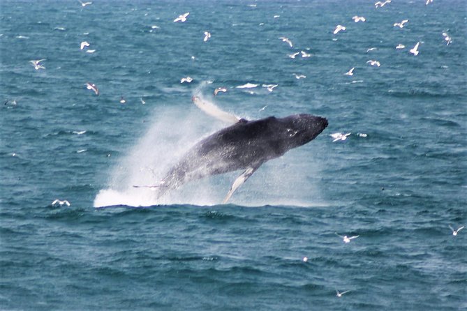 Whale Watching Tour with Professional Guide from Reykjavik - Key points before you go