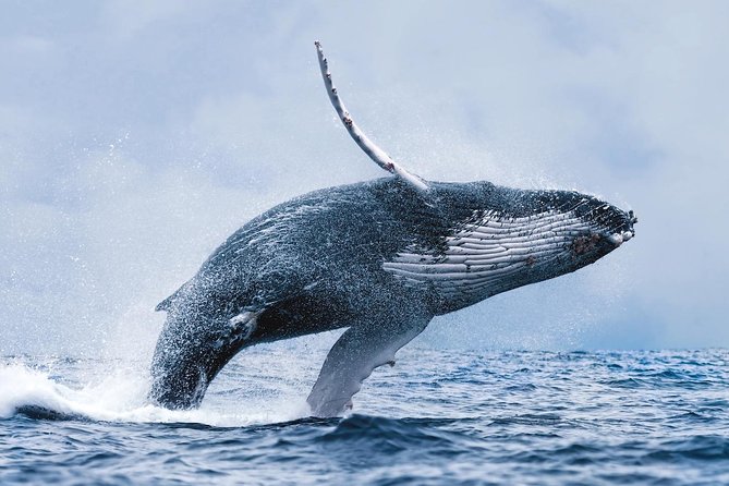 Whale Watching Tour with Professional Guide from Reykjavik - Old Harbour departure: the part that sets the tone