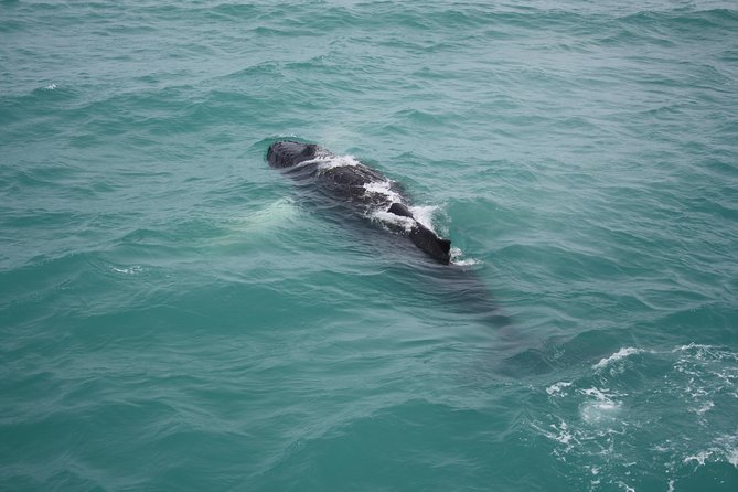 Whale Watching Tour with Professional Guide from Reykjavik - Faxaflói Bay whale search: what you might see and how spotting works