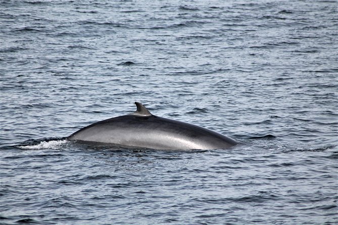 Whale Watching Tour with Professional Guide from Reykjavik - The captain and guide effect: facts, humor, and sound commentary