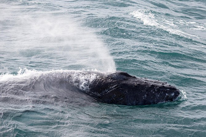Whale Watching Tour with Professional Guide from Reykjavik - Price and value at $97: why it might feel fair anyway