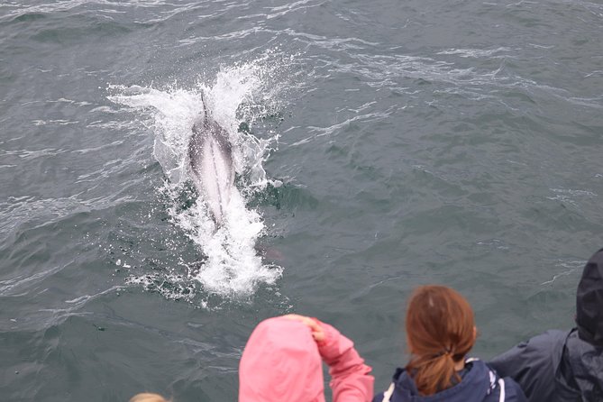 Whale Watching Tour with Professional Guide from Reykjavik - Warmth and safety on board: overalls, cabins, and real help