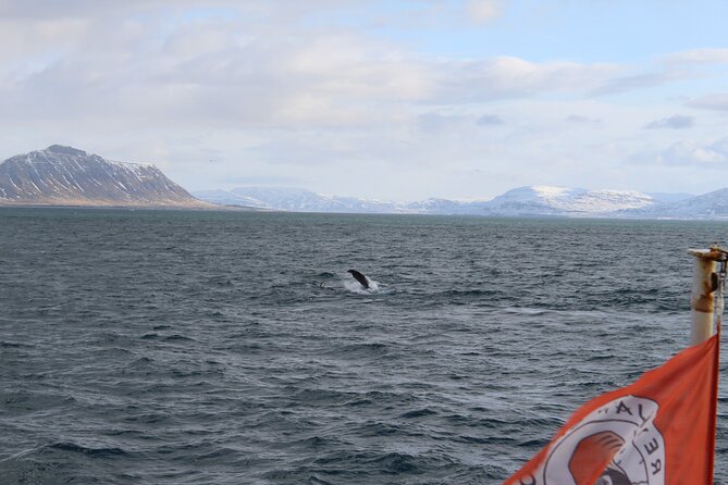 Whale Wonders Morning Expedition from Reykjavík - Key things that make this whale watch worth your time