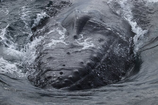 Whale Wonders Morning Expedition from Reykjavík - Why Faxafloi Bay works so well for a morning whale hunt