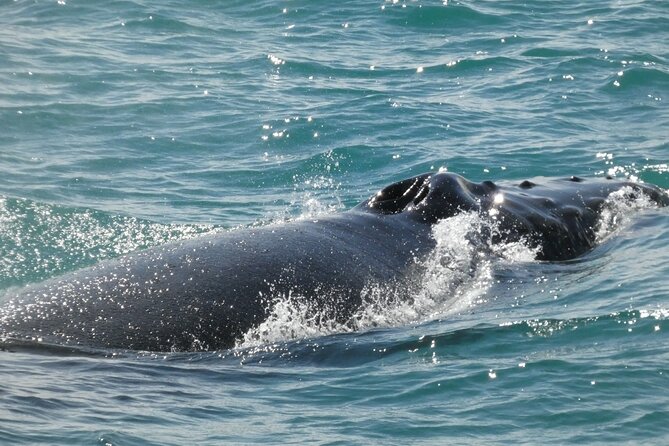 Whale Wonders Morning Expedition from Reykjavík - Deal with uneven sight lines, big group size, and cold stamina
