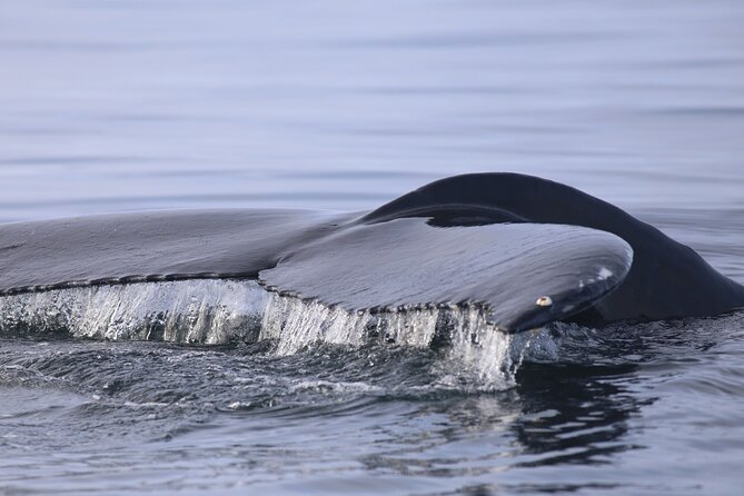 Whale Wonders Morning Expedition from Reykjavík - Wi‑Fi and the bar: small luxuries during long scanning moments