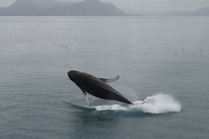 Whale Wonders Morning Expedition from Reykjavík - Price and value: is $97 good for Reykjavík whale watching?