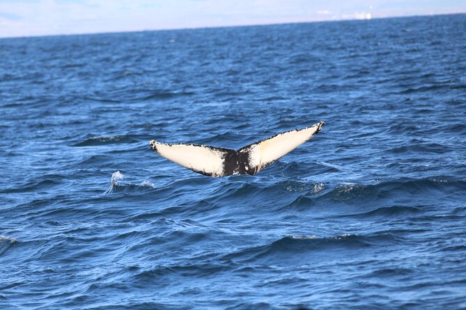 Whale Wonders Morning Expedition from Reykjavík - Who this morning expedition suits best