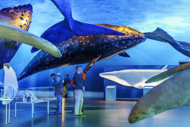 Whales Of Iceland Admission Ticket - Scheduling your visit: making 60 to 120 minutes feel complete