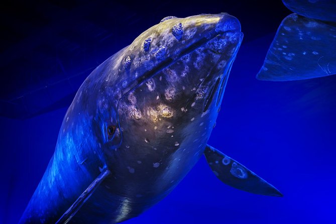 Whales Of Iceland Admission Ticket - Family-friendly learning that still works for adults