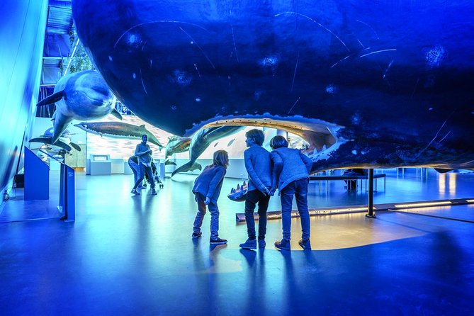 Whales Of Iceland Admission Ticket - What your ticket includes, and why that matters for value
