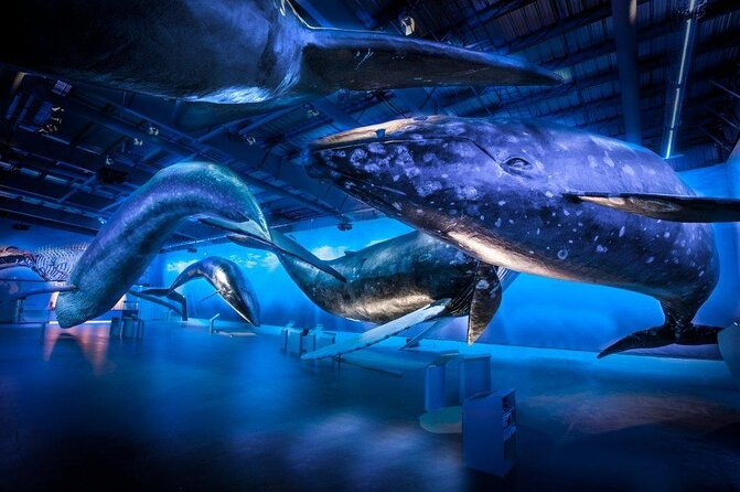 Whales of Iceland from Land and Sea - Key things I’d prioritize before you go