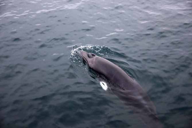 Whales of Iceland from Land and Sea - If whales do not show up: the follow-on cruise ticket