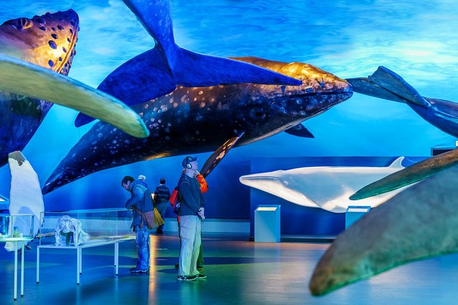 Whales of Iceland from Land and Sea - Price and value: what $120.15 buys you (and why it can be worth it)
